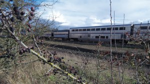 Amtrak's Coast Starlight heads north out of Albany on the Union Pacific main line. Would coal trains lead to expanding the line's capacity?