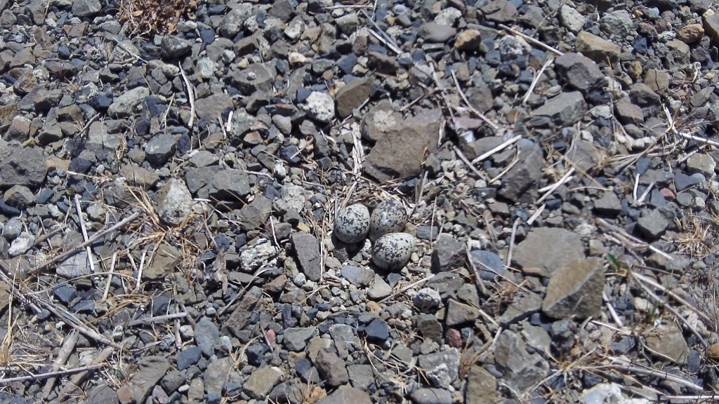 Can you spot the eggs in the roadside gravel?