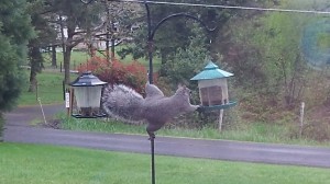 Ms. Squirrel demonstrates that raccoons aren't the only critters that raid bird feeders.