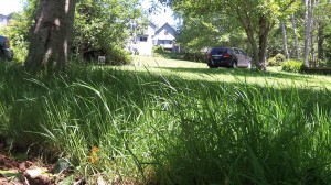 Could we learn to like tall grass?