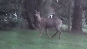 It's no longer rare to look up from writing and see a deer in the yard.