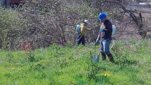 Near Cox Creek on Friday: Fighting weeds.