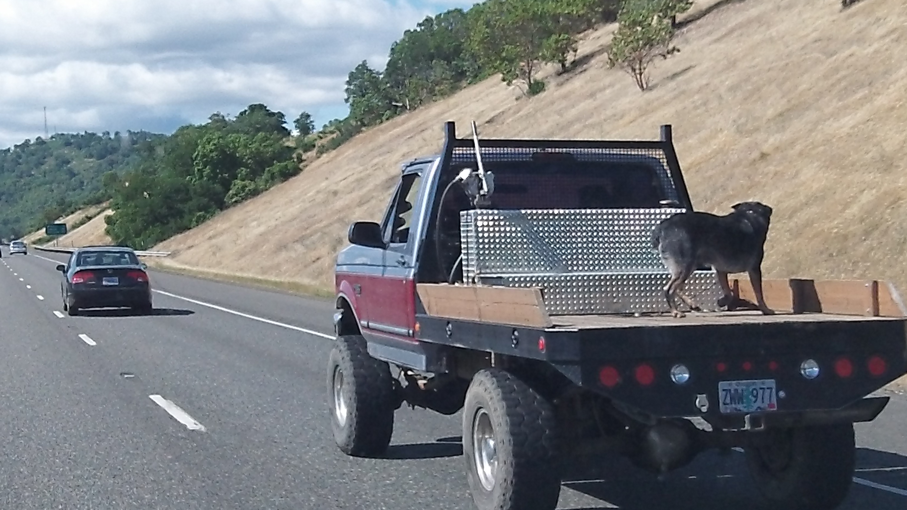 interstate dog transport