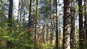 The McDonald Forest near Albany, where research is done.