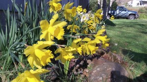 March: A season for daffodils and laboring over tax returns.