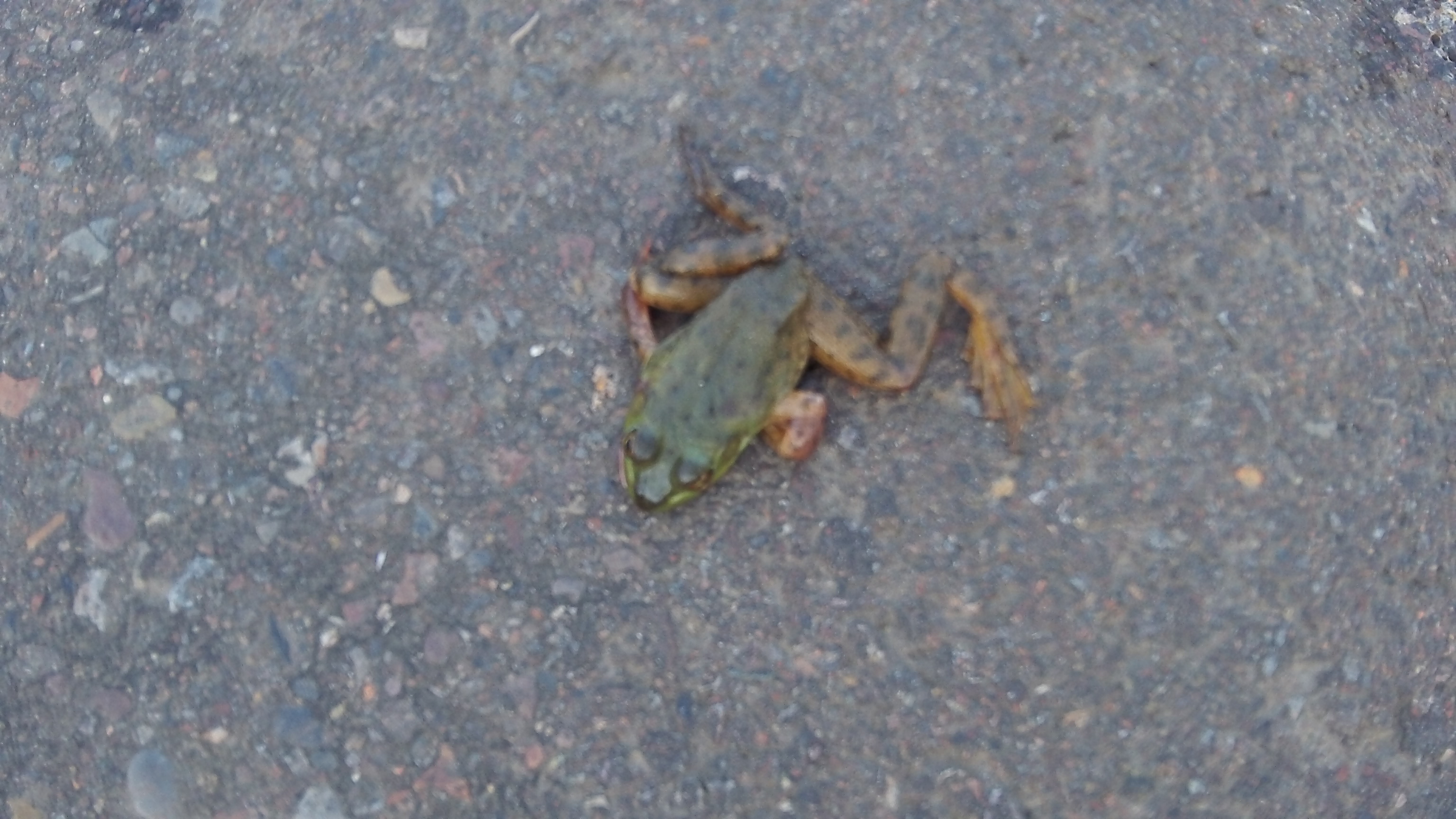 Dead frogs on the street … – Hasso Hering