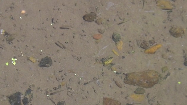 See those tiny juvenile fish down there?