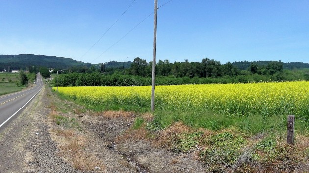 This field of yellow spreads out north of Ryals Avenue on the way to Adair Village.
