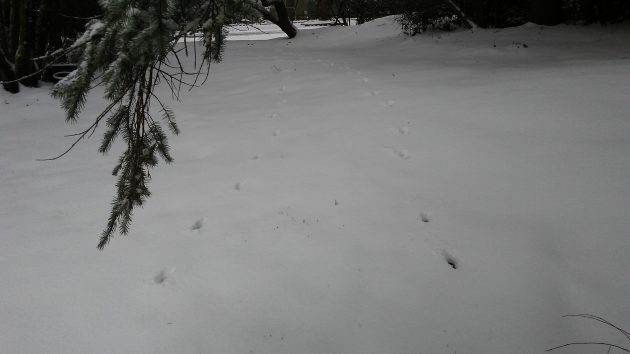 Can you tell if this was one deer going and returning, or two going the same direction?