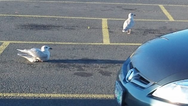 These gulls were occupying Albany parking spaces in January 2015.