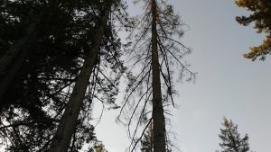 North Albany Park: Dying firs to be cut - Hasso Hering