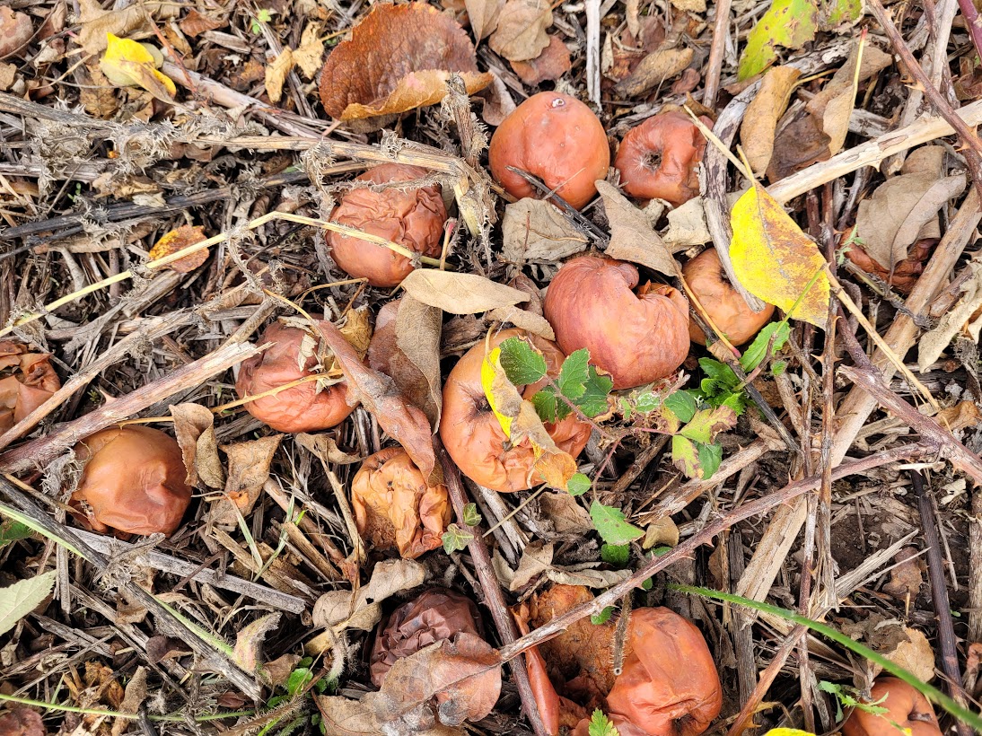 vintage-trees-and-rare-apples-take-a-look-hasso-hering