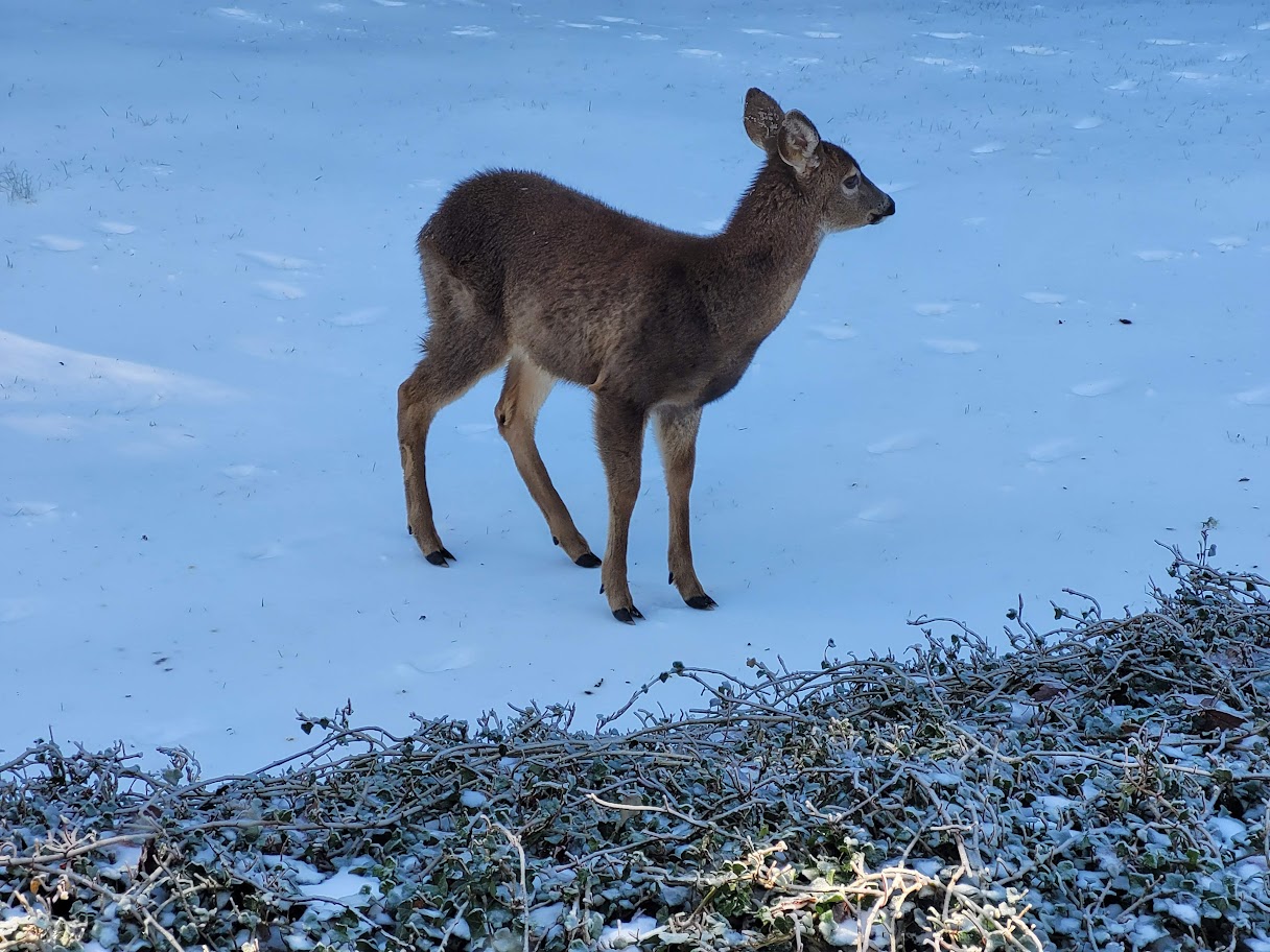 This little deer, experience what may be the first winter of its life, looks for edible leaves but canlt find any Monday outside my window.